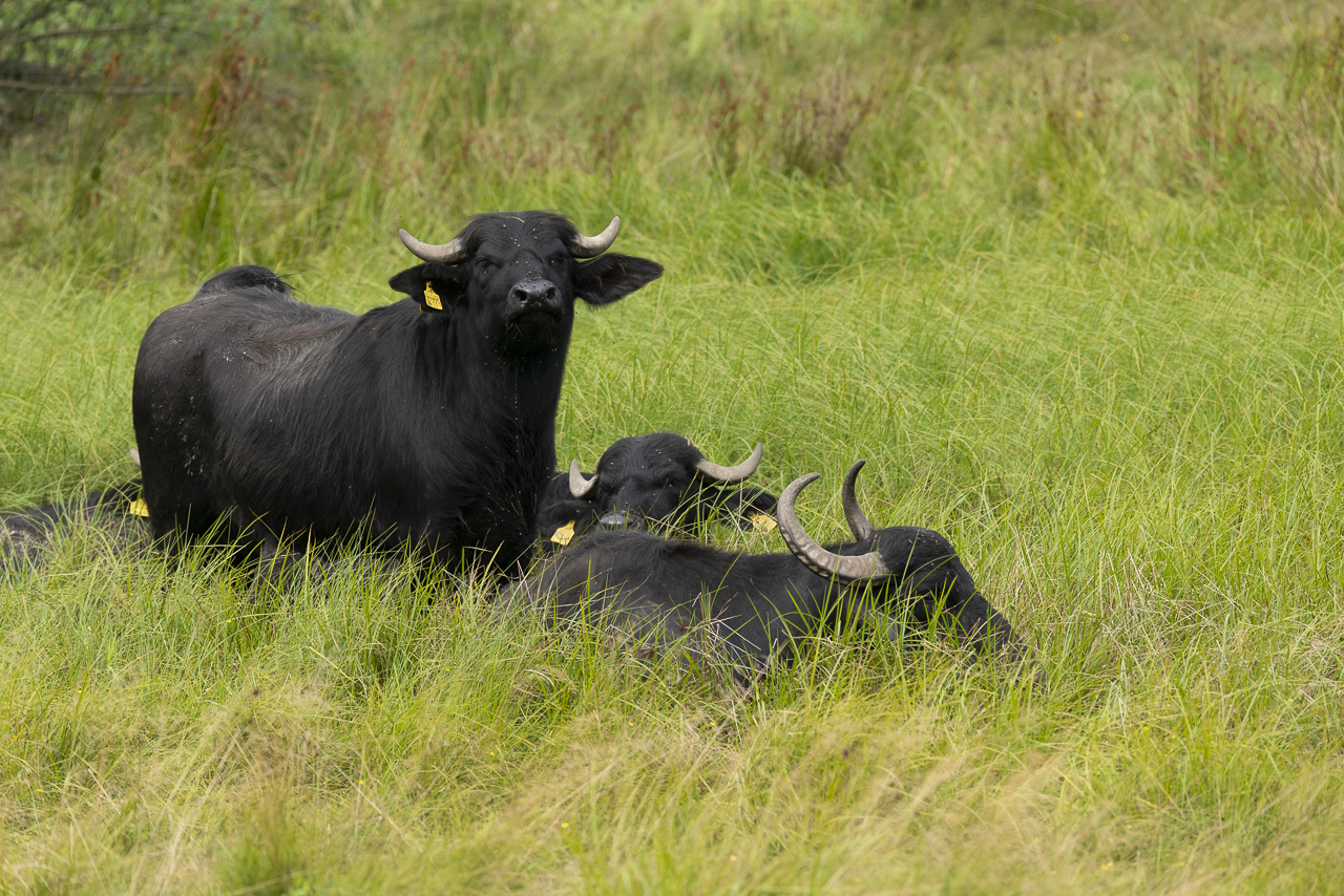 Mehr Wasserbüffel in der Waldnaabaue