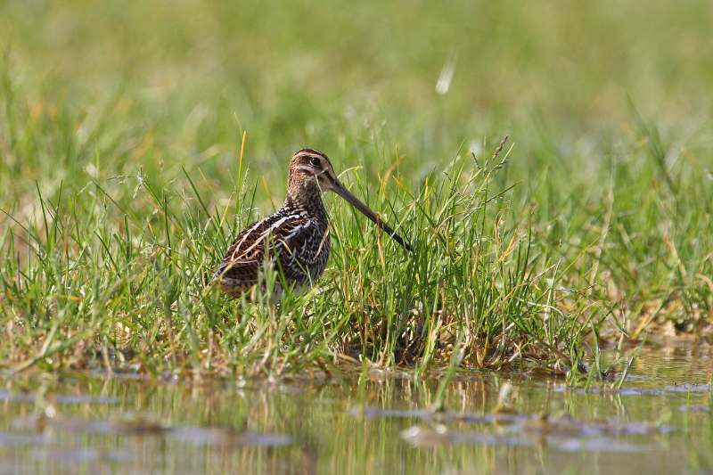 Artenvielfalt – erste Erfolge