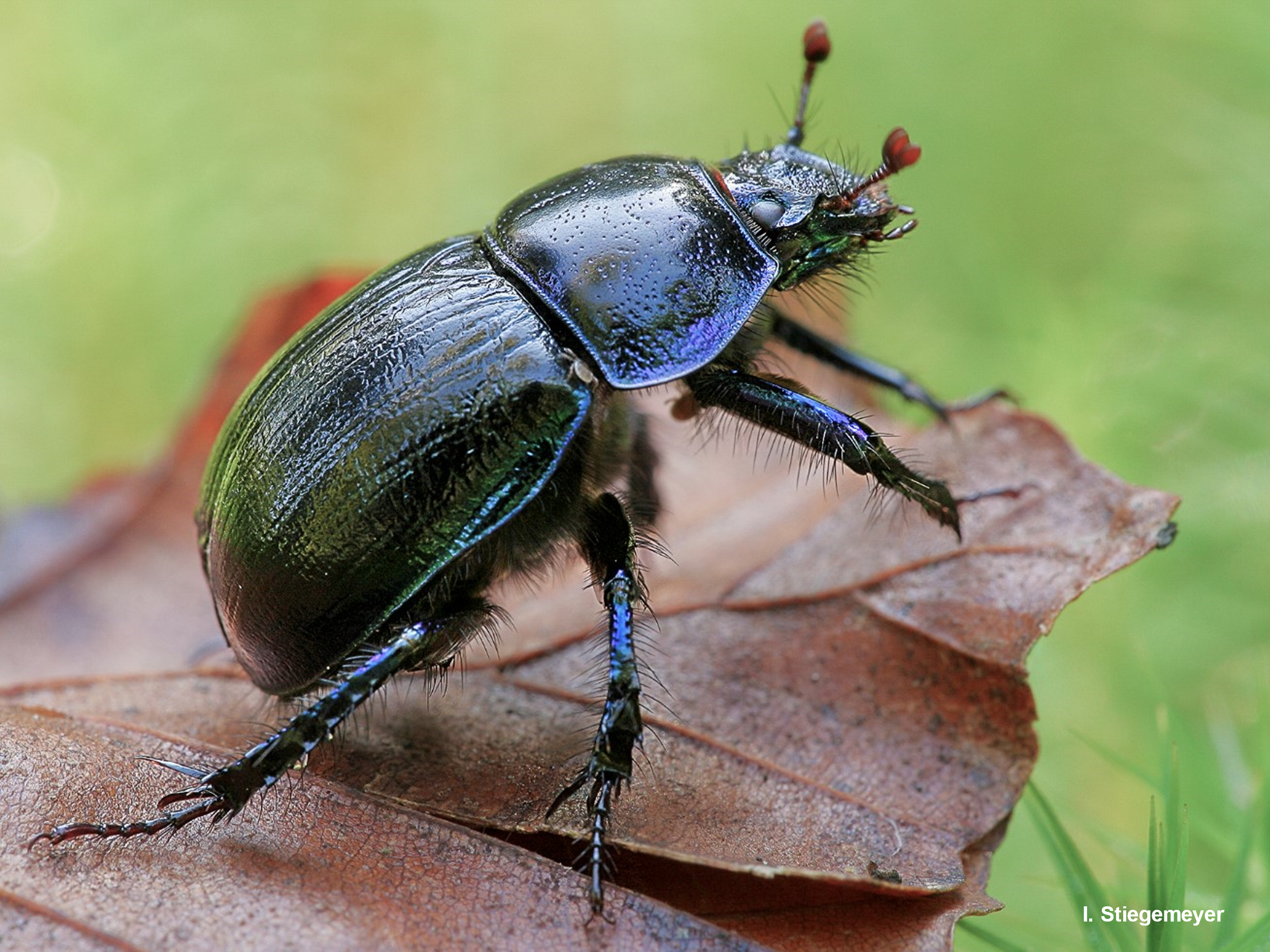 Dungkäfer – eine wenig bekannte Nahrungsquelle