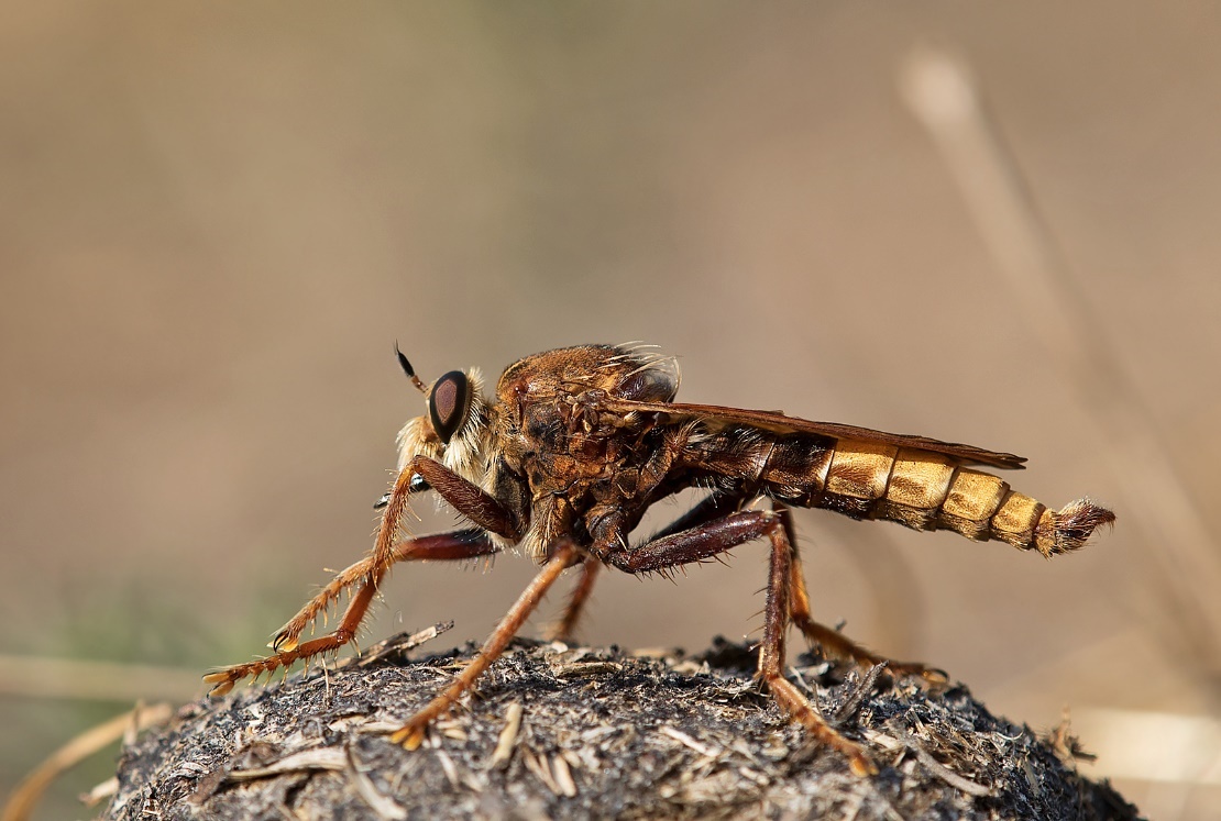 Artenvielfalt im Misthaufen